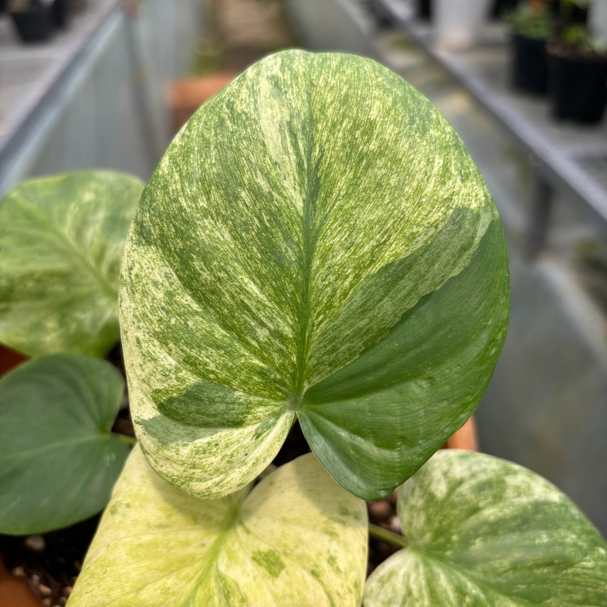 Homalomena Pendula Variegated — photo 3