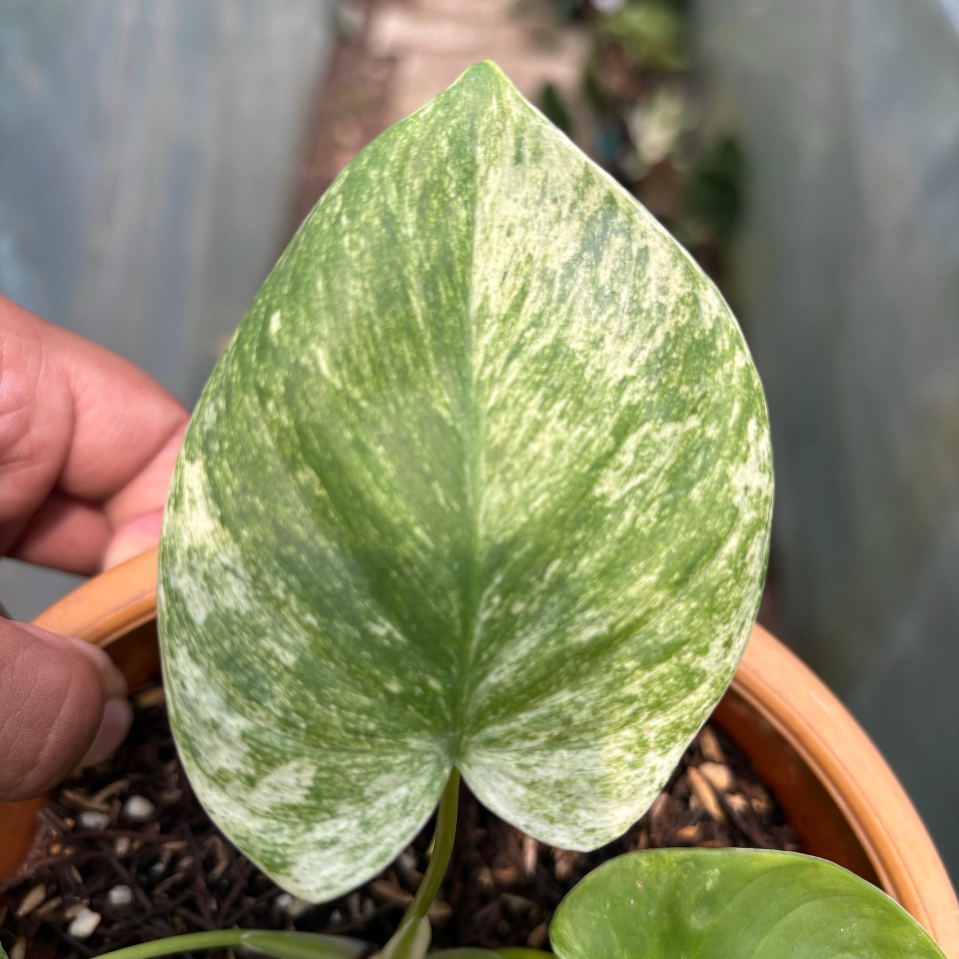 Homalomena Pendula Variegated — photo 4
