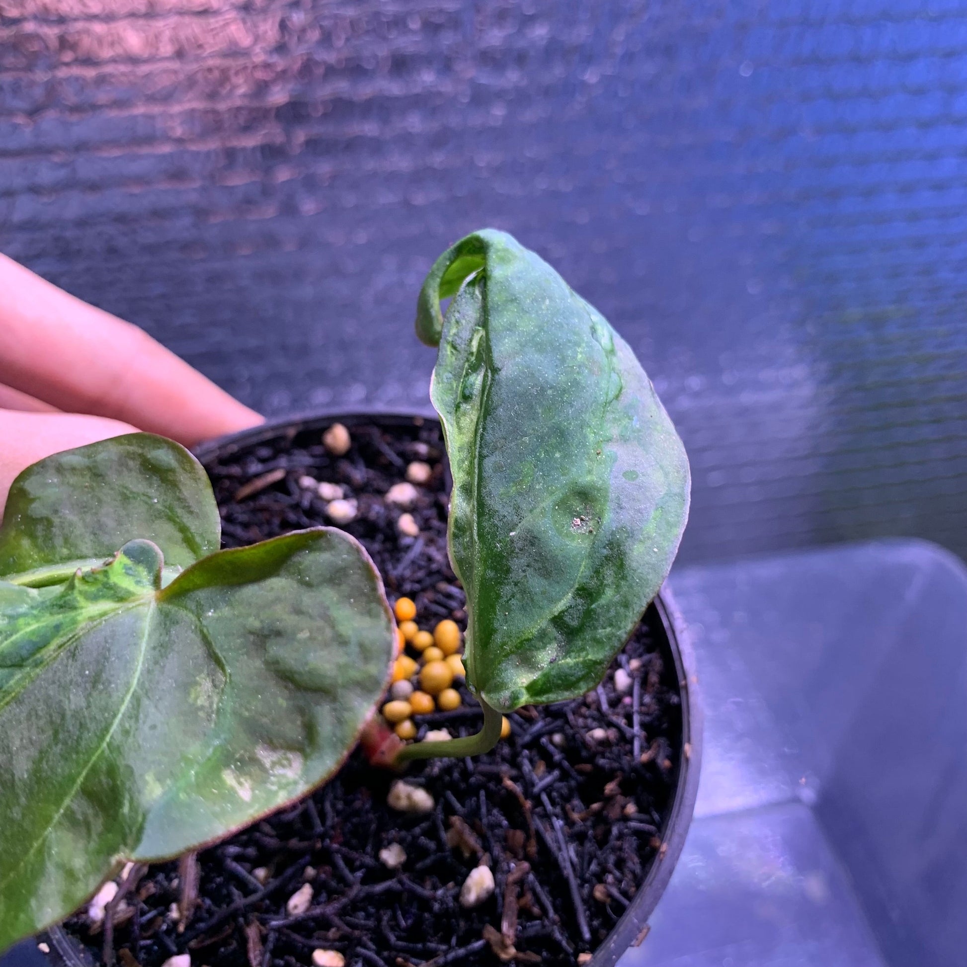 Anthurium Papillilaminum Mutation — photo 3