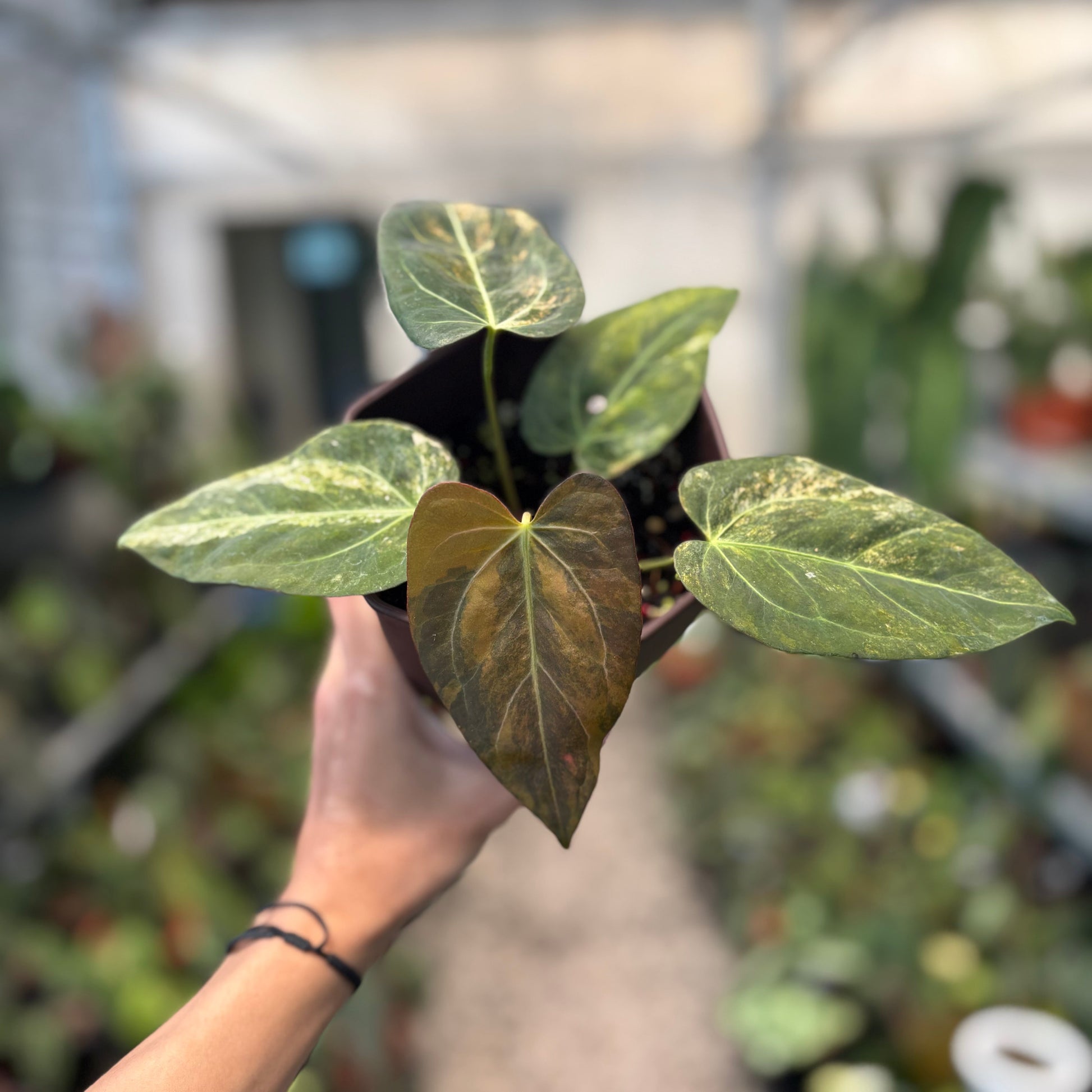 Anthurium Papillilaminum x (Papi x Red Crystal) — rare Indonesian plant