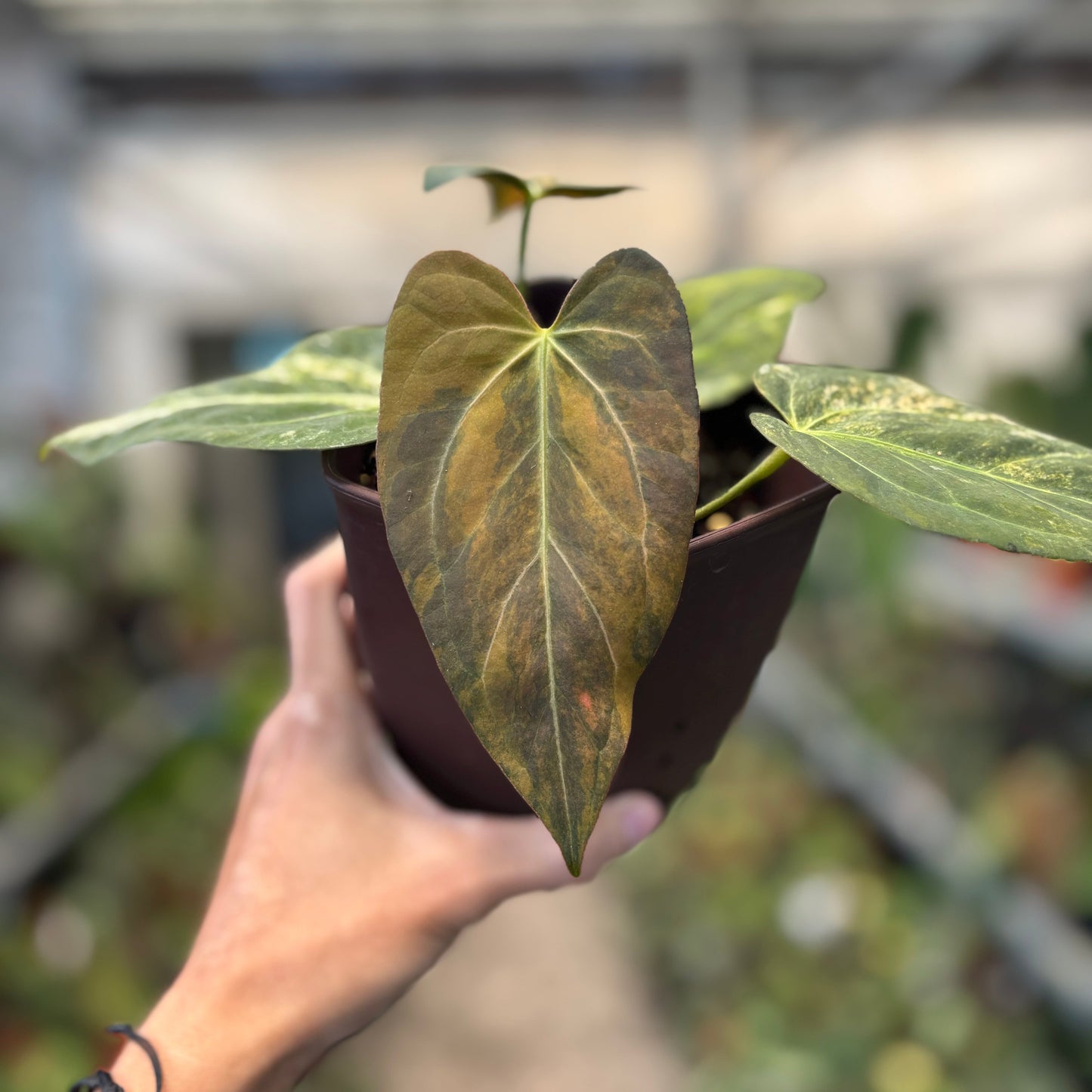 Anthurium Papillilaminum x (Papi x Red Crystal) — photo 2