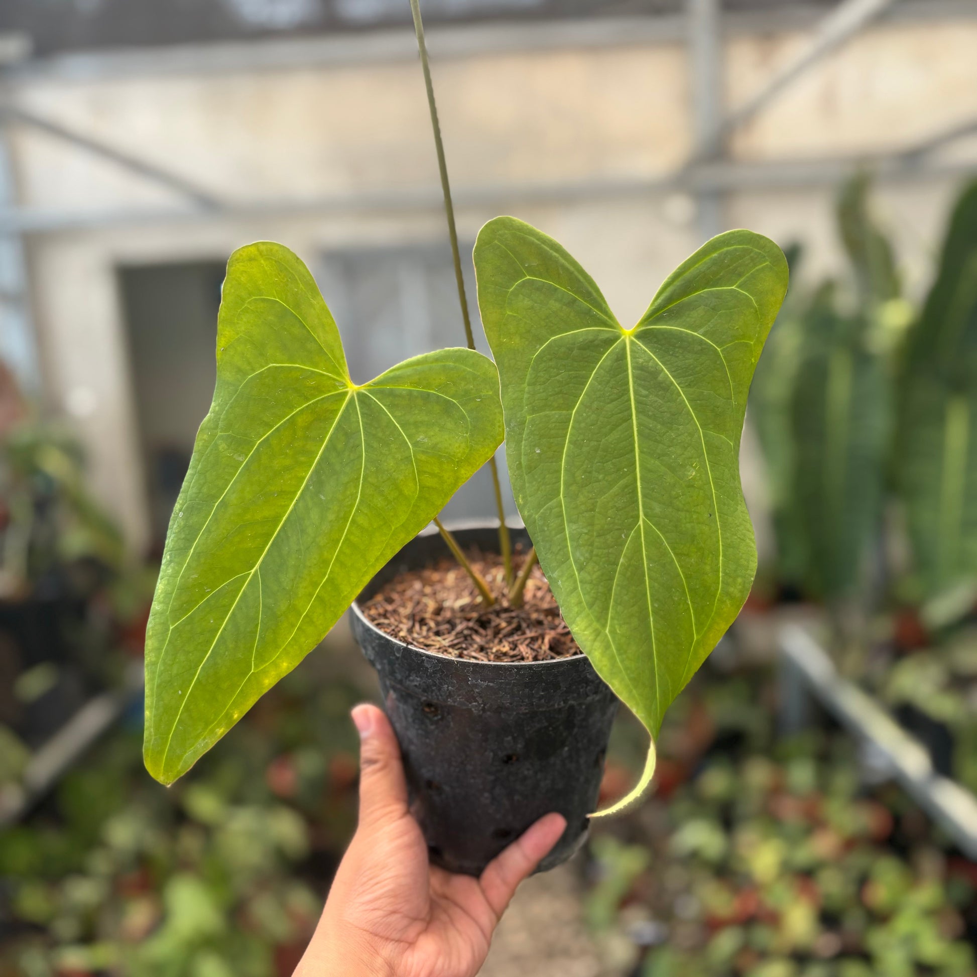 Anthurium Papillilaminum x Portillae Long — rare Indonesian plant
