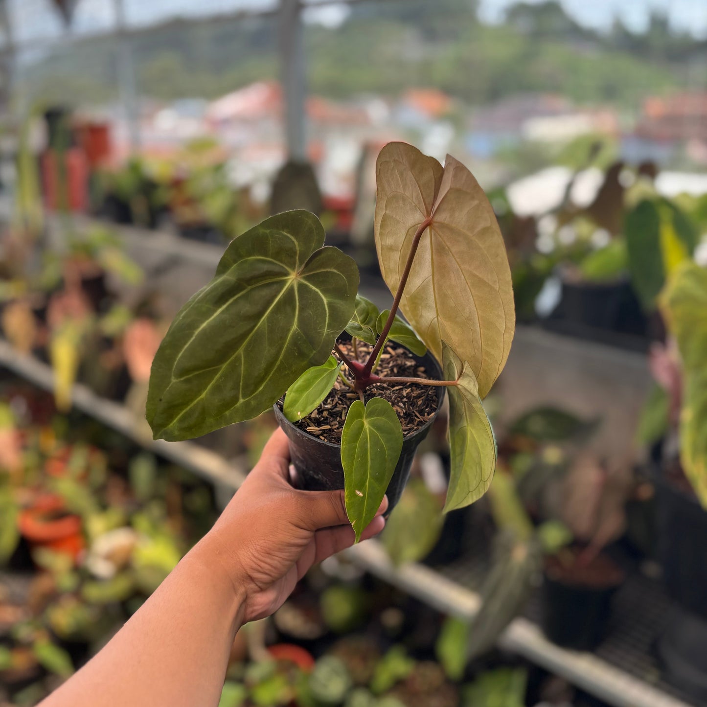 Anthurium Papillilaminum Legend - Indonesian Rare Plants