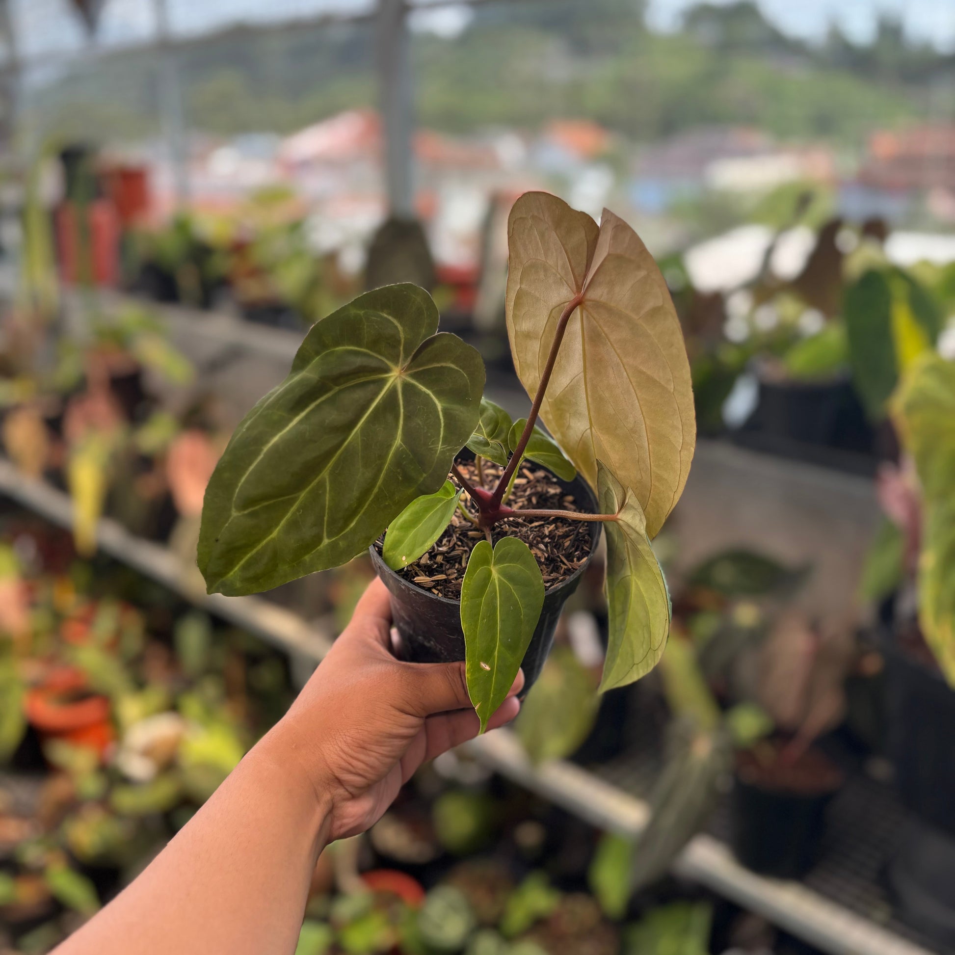 Anthurium Papillilaminum Legend - Indonesian Rare Plants