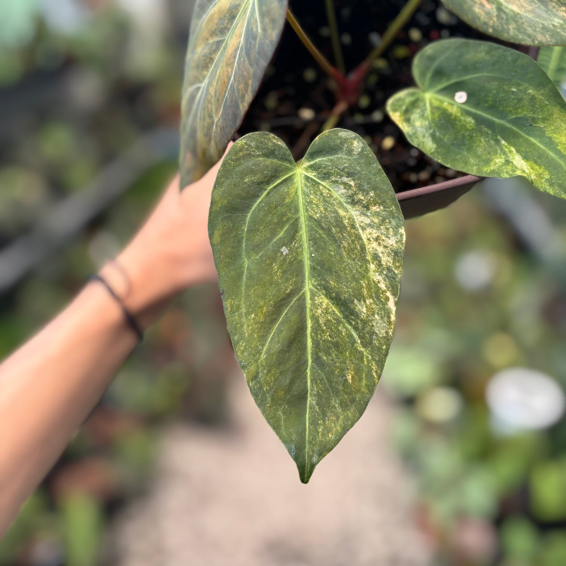 Anthurium Papillilaminum x (Papi x Red Crystal) — photo 4