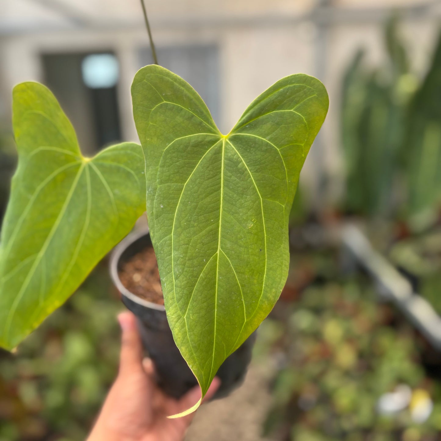 Anthurium Papillilaminum x Portillae Long — photo 3