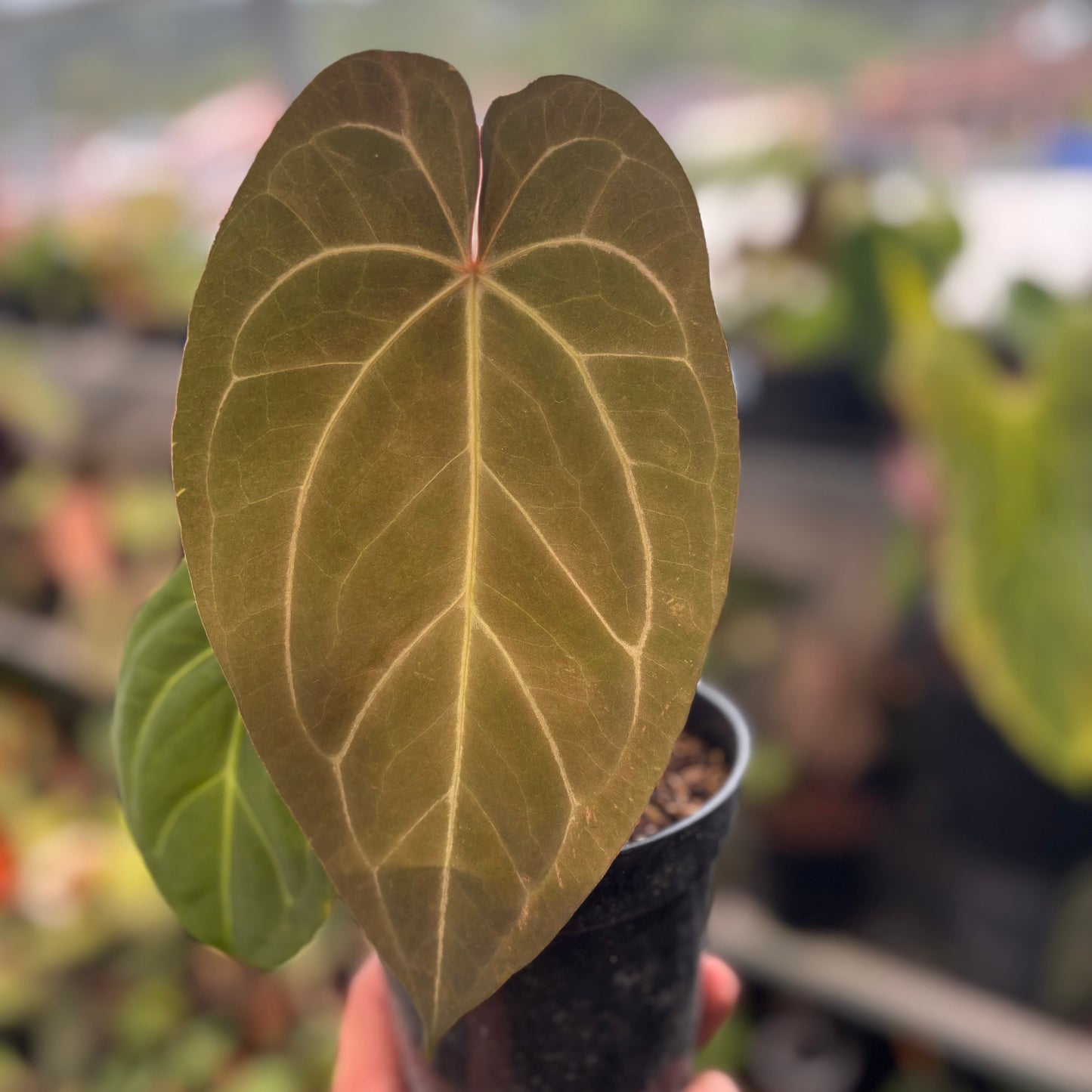 Anthurium Papillilaminum Legend