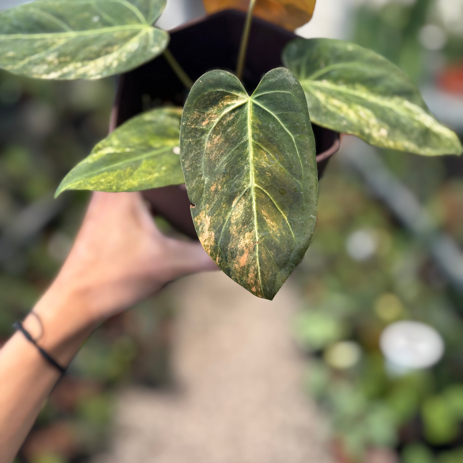 Anthurium Papillilaminum x (Papi x Red Crystal) — photo 3