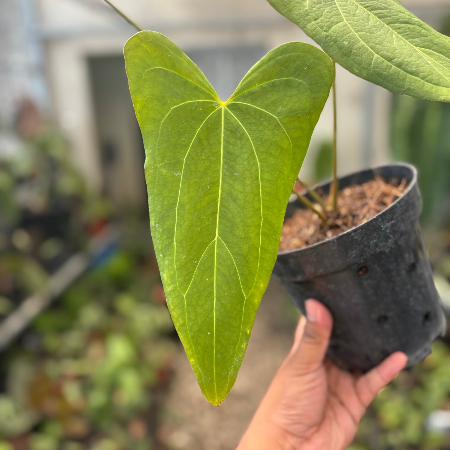 Anthurium Papillilaminum x Portillae Long — photo 2