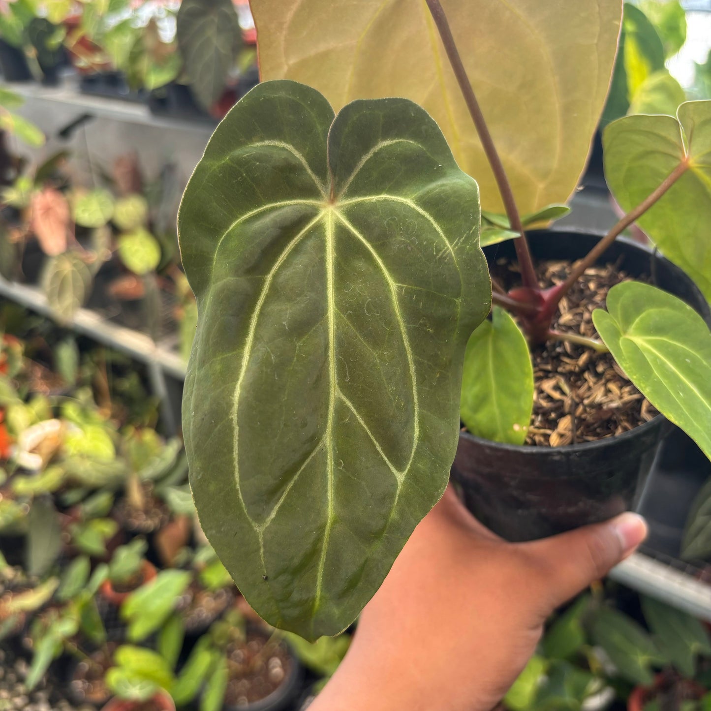 Anthurium Papillilaminum Legend