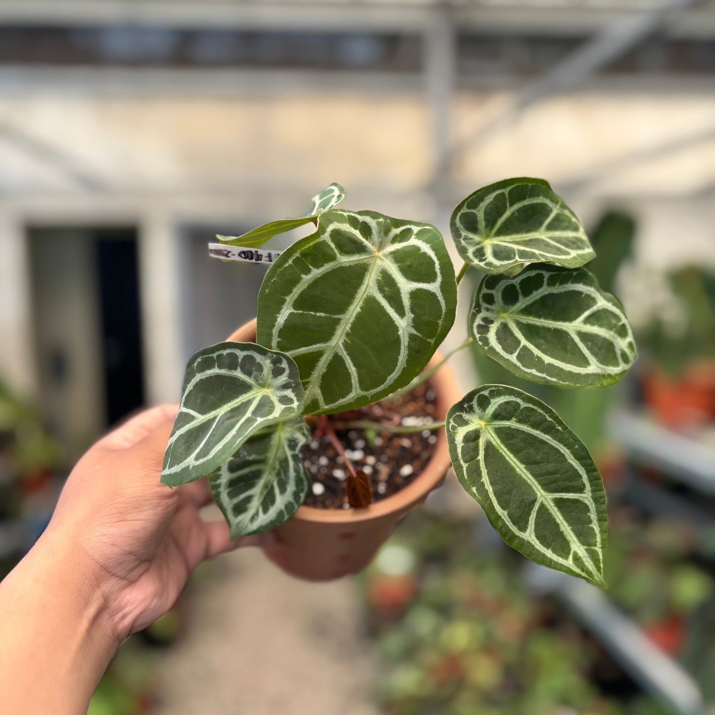 Anthurium Silver Forgetii — rare Indonesian plant