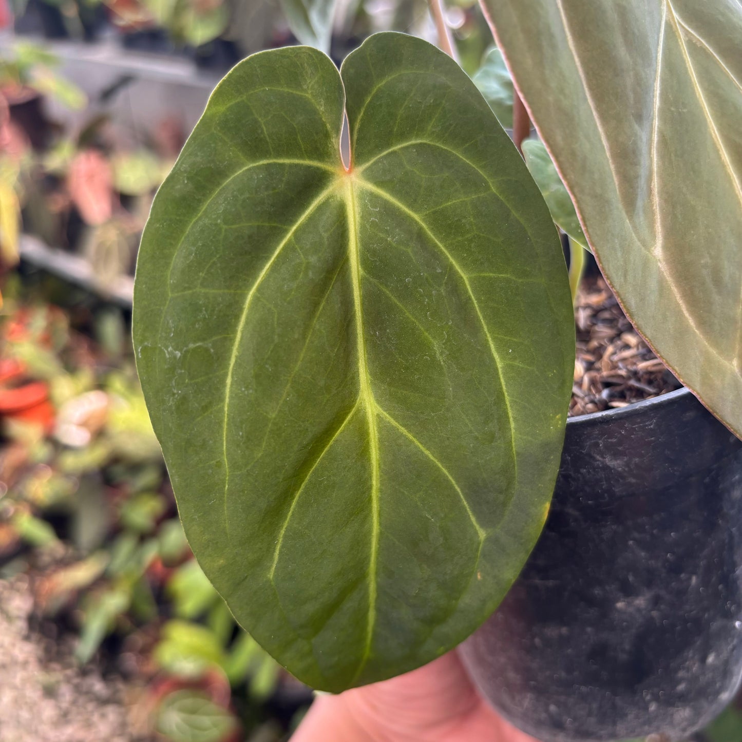 Anthurium Papillilaminum Legend
