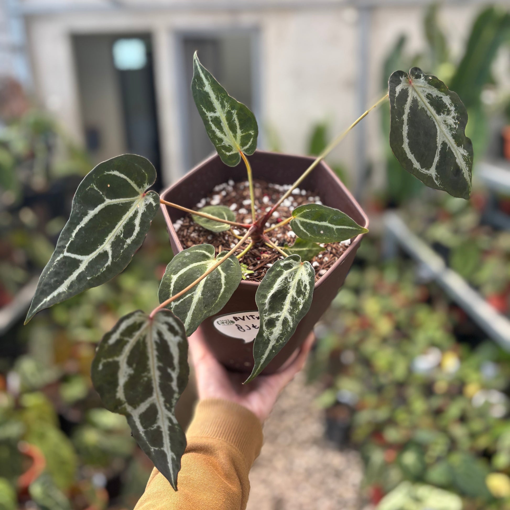 Anthurium Red Crystal Venom — rare Indonesian plant