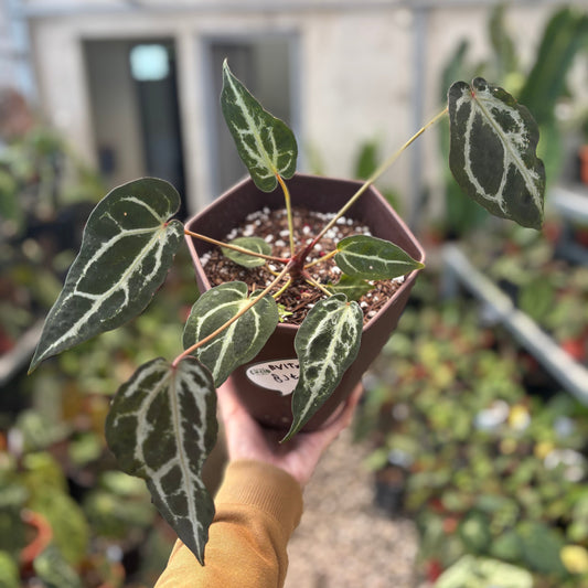 Anthurium Red Crystal Venom — rare Indonesian plant
