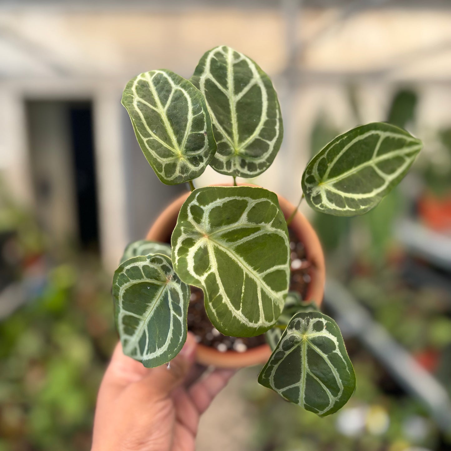 Anthurium Silver Forgetii — photo 2