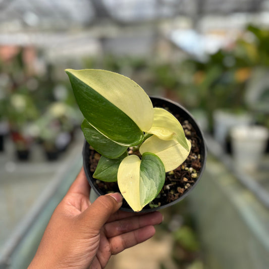 Scindapsus Moonlight Albo Variegated — rare Indonesian plant