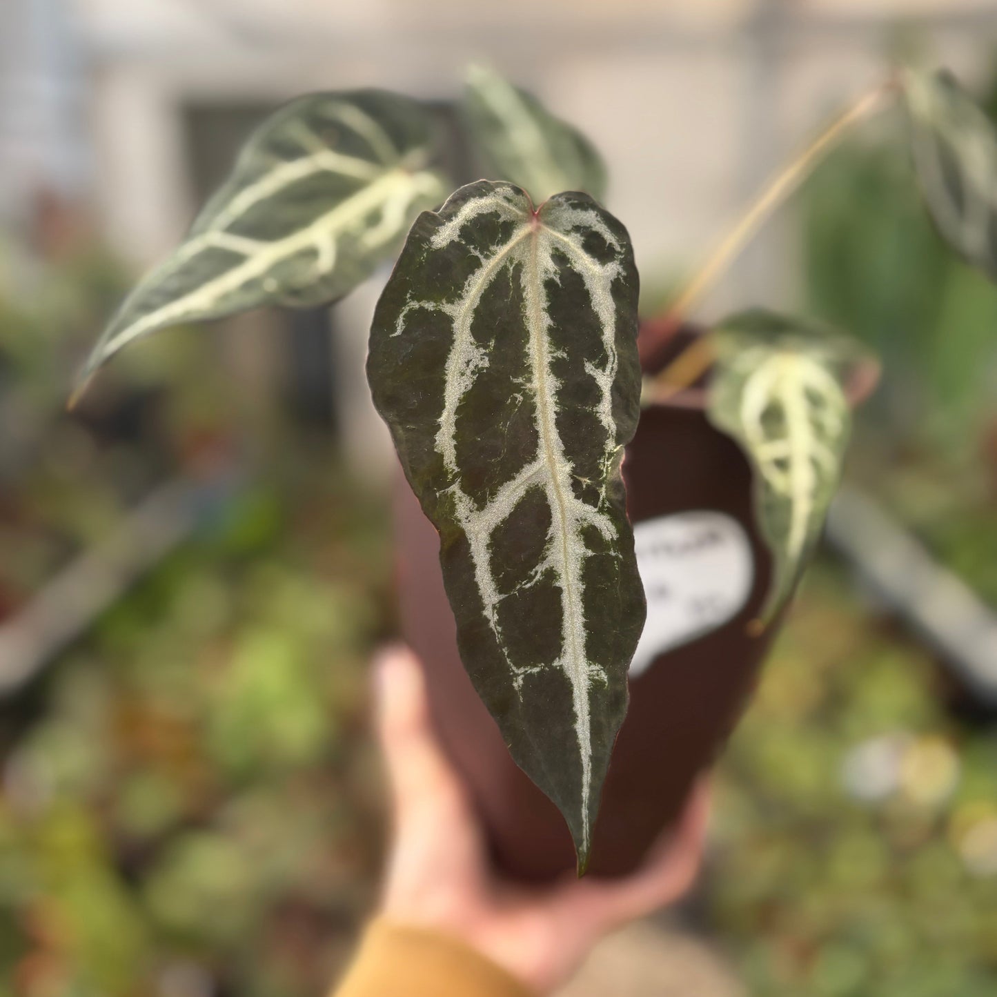 Anthurium Red Crystal Venom — photo 2
