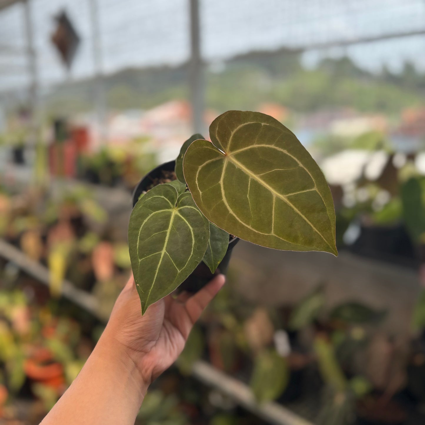 Anthurium Papillilaminum x Michelle - Indonesian Rare Plants