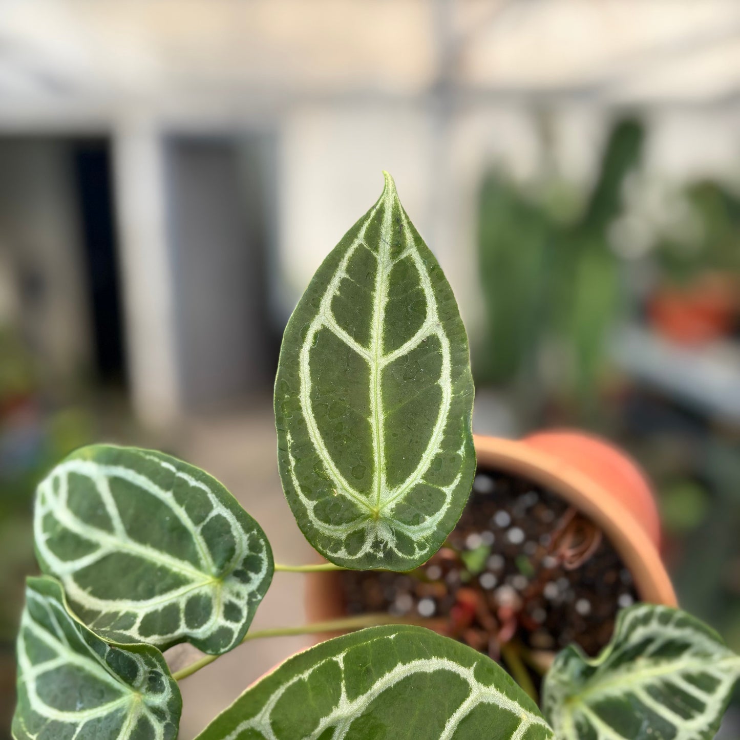 Anthurium Silver Forgetii — photo 4