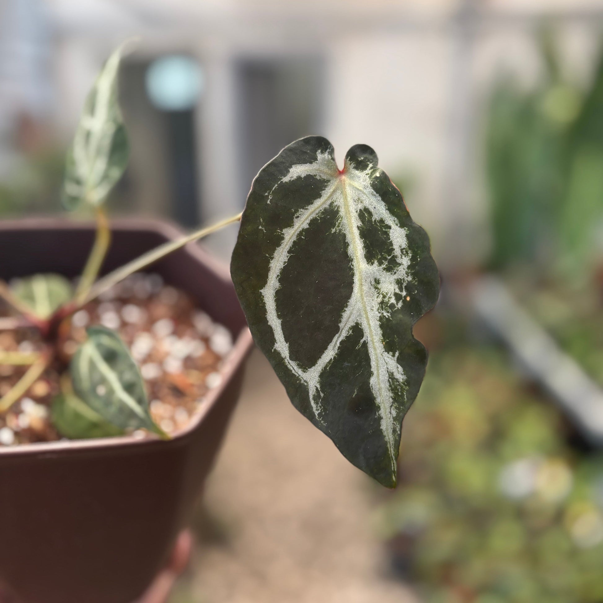Anthurium Red Crystal Venom — photo 4