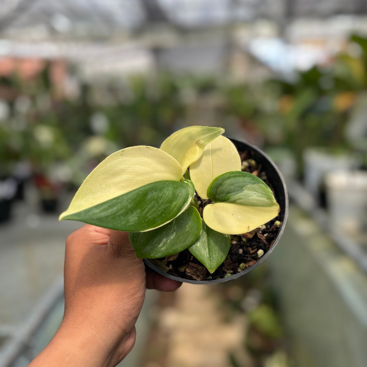 Scindapsus Moonlight Albo Variegated — photo 2