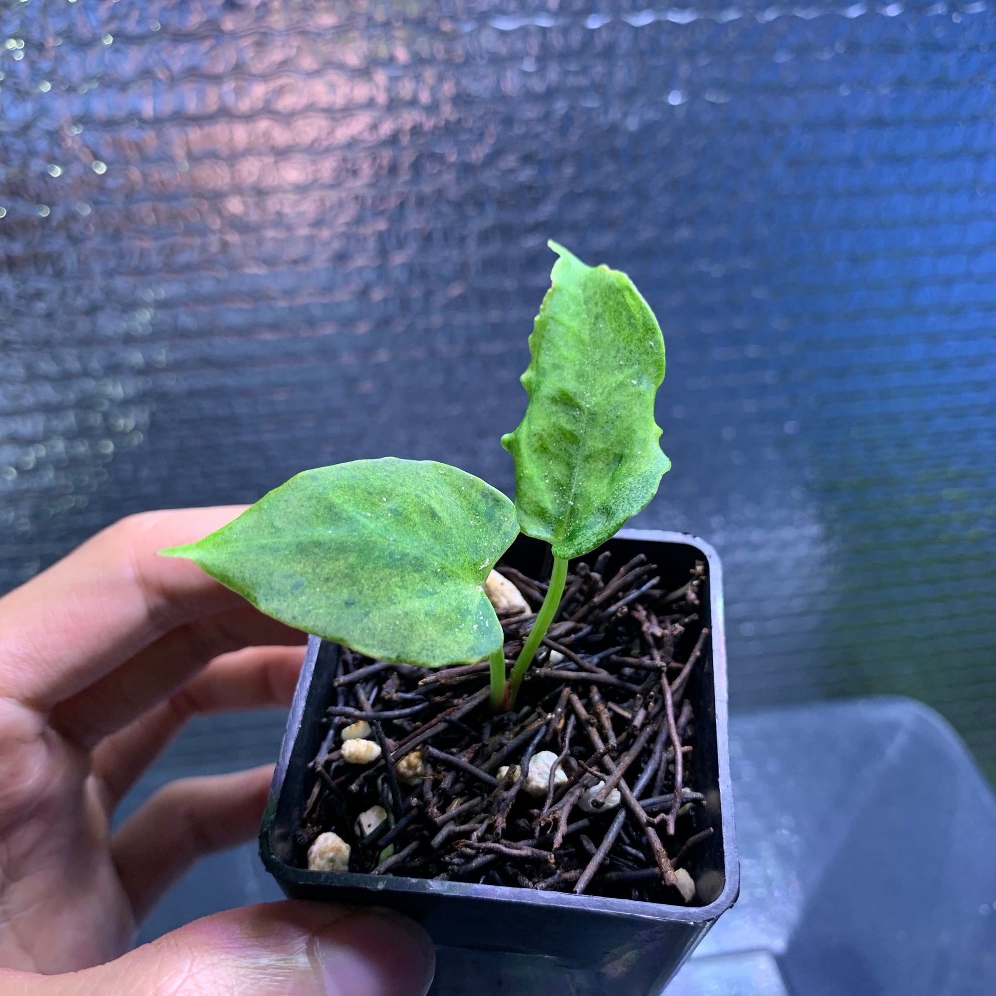 Anthurium Red Hawk x Blue Papillilaminum Mint — rare Indonesian plant