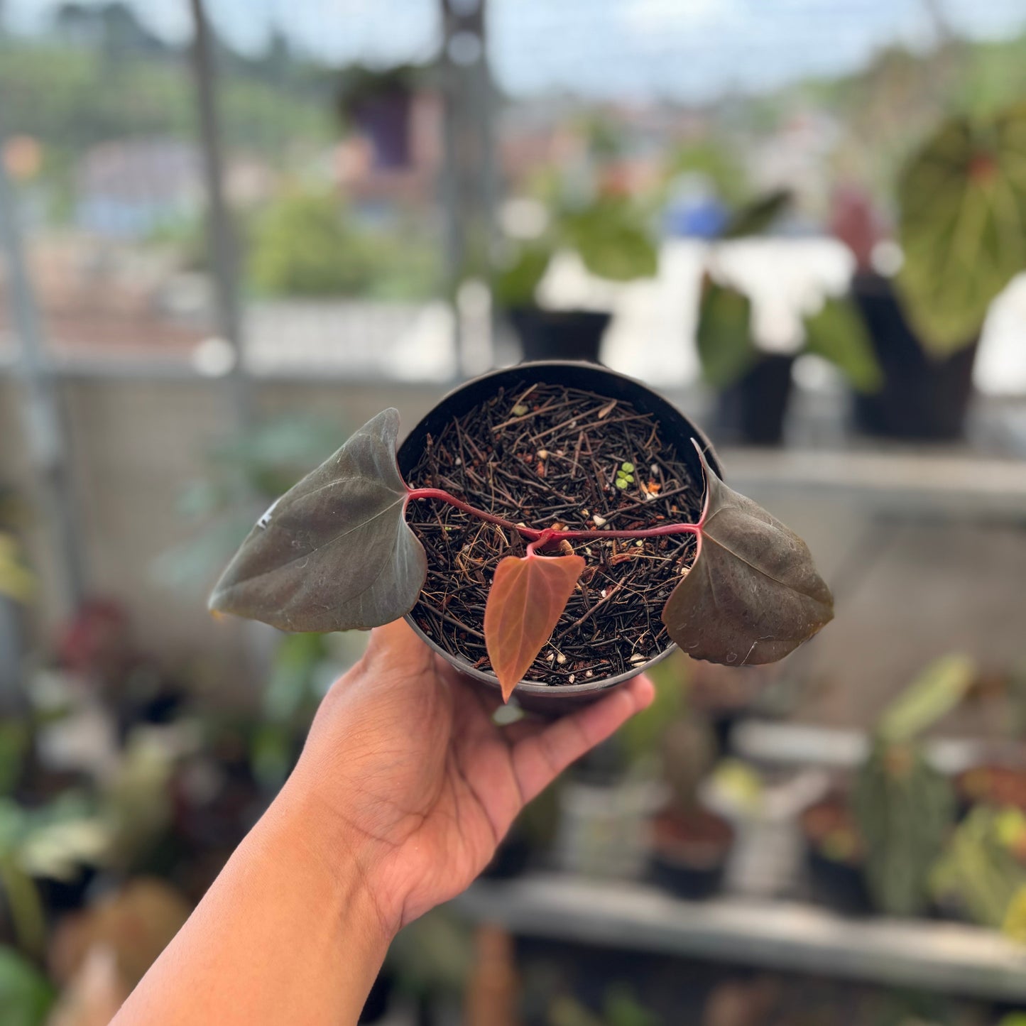 Anthurium Portillae x Dressleri - Indonesian Rare Plants