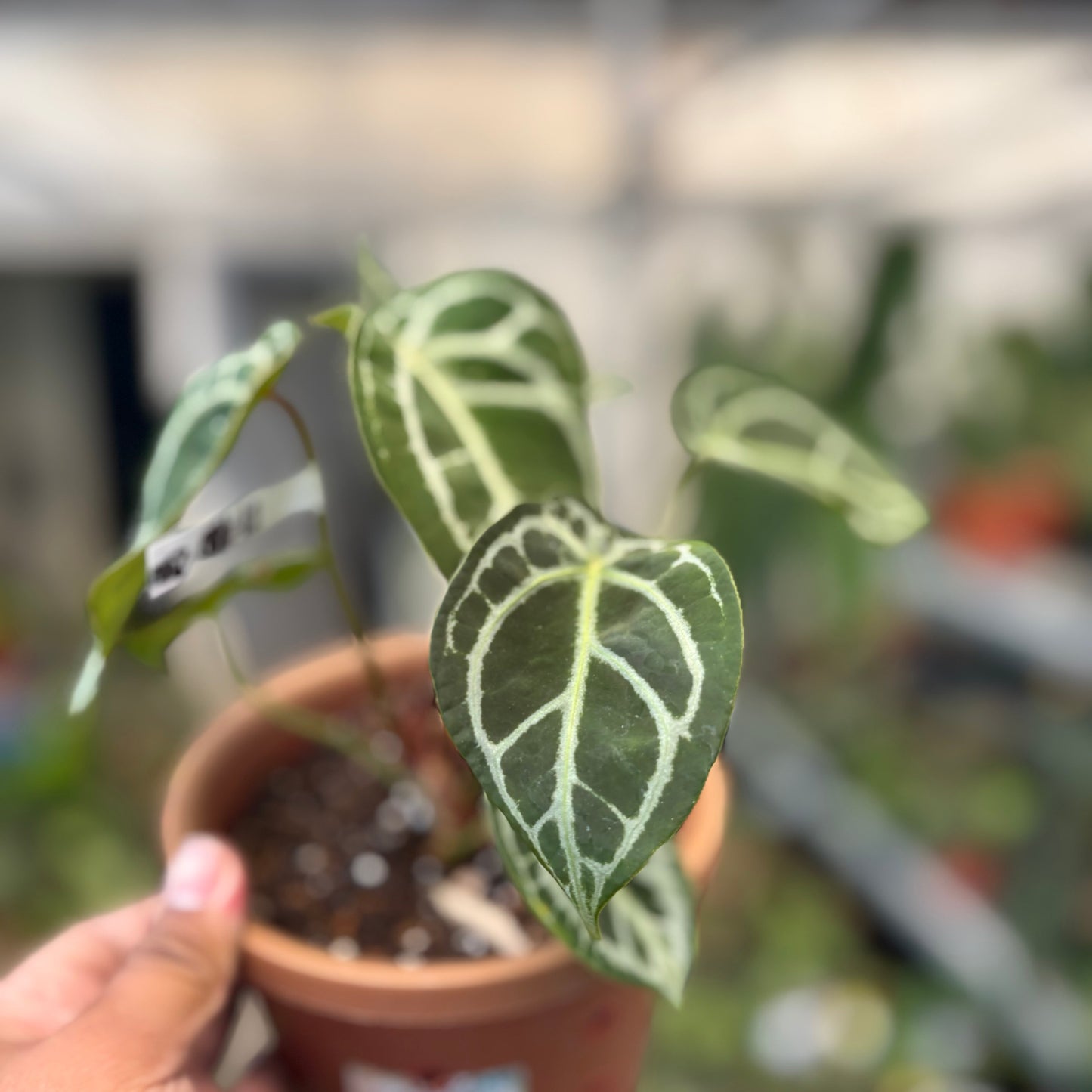 Anthurium Silver Forgetii — photo 5