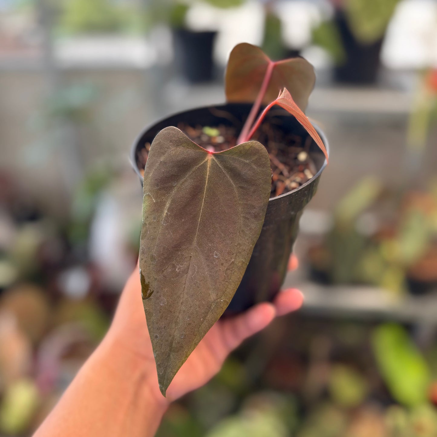 Anthurium Portillae x Dressleri