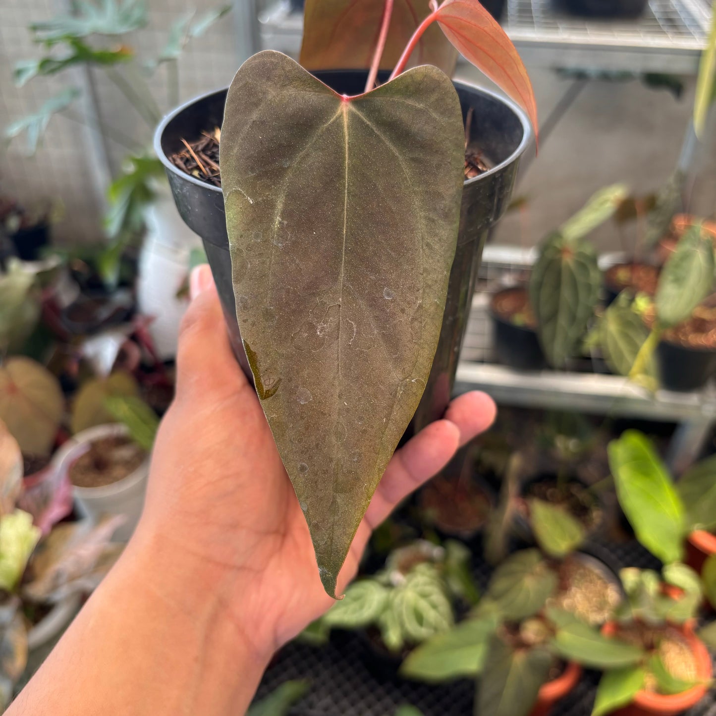 Anthurium Portillae x Dressleri