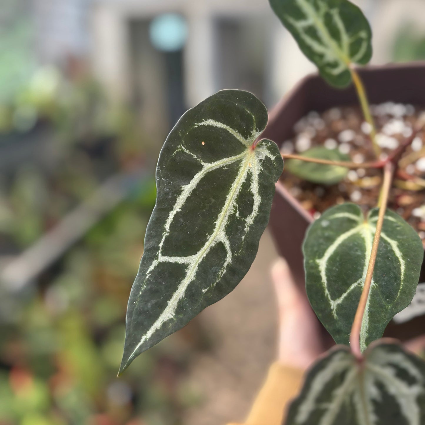 Anthurium Red Crystal Venom — photo 3