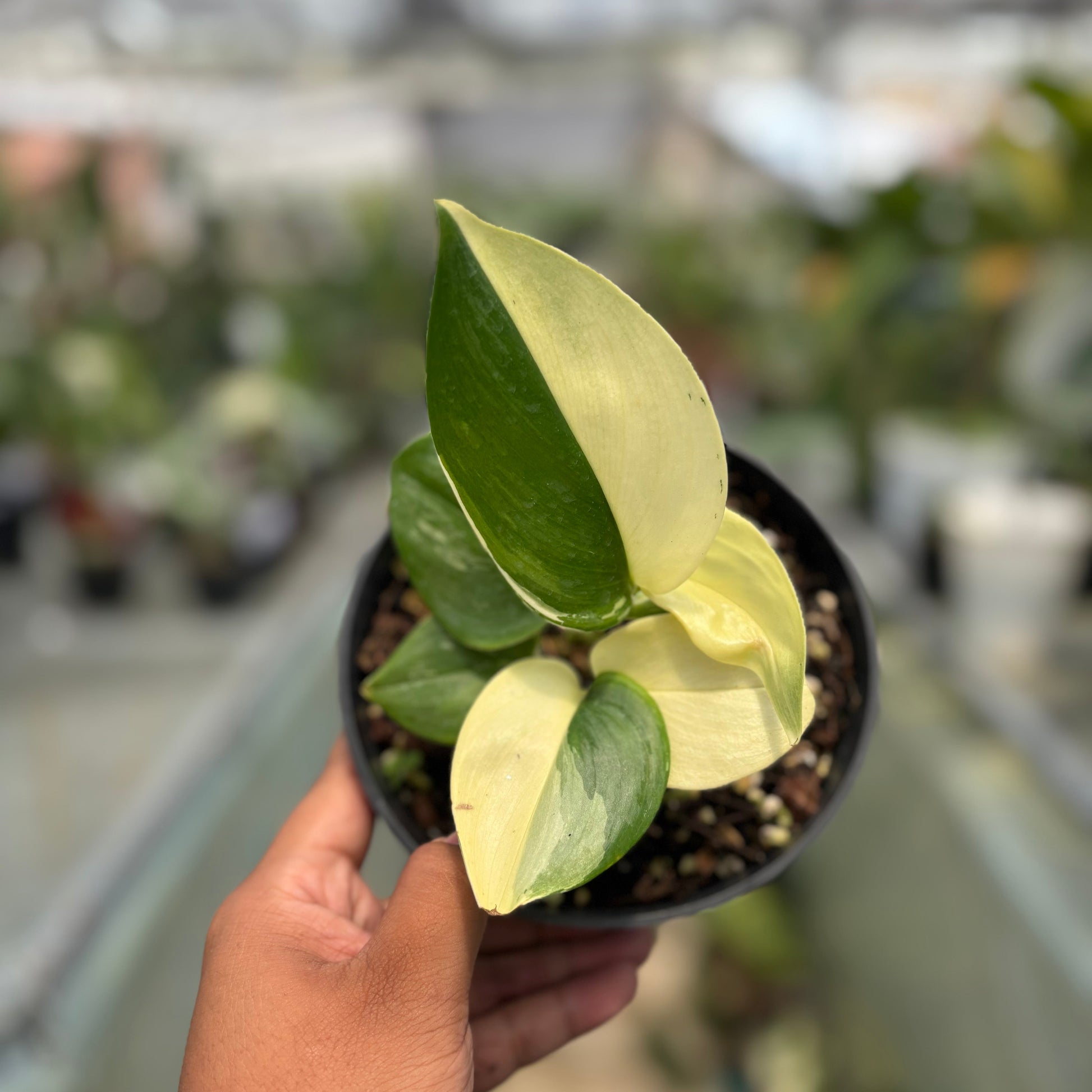 Scindapsus Moonlight Albo Variegated — photo 3