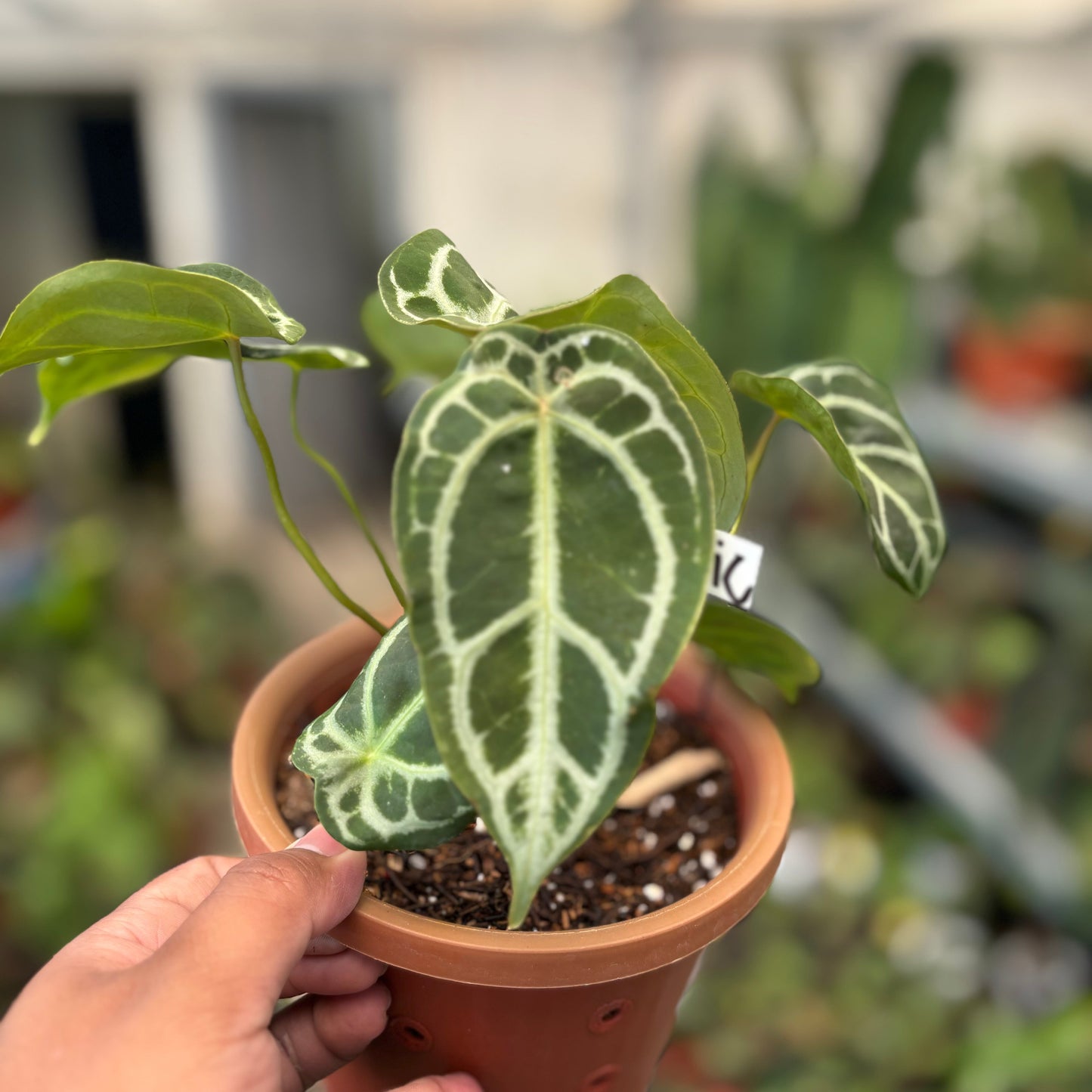 Anthurium Silver Forgetii — photo 3