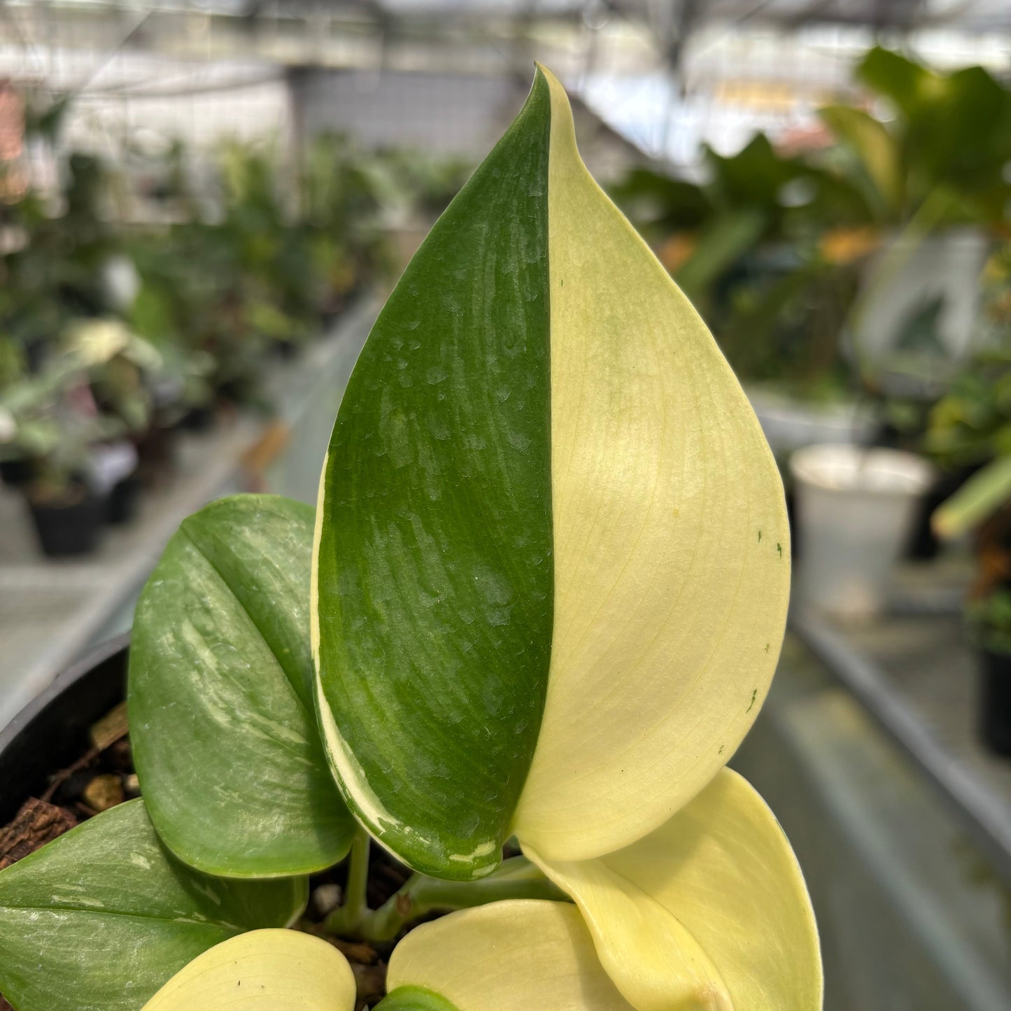 Scindapsus Moonlight Albo Variegated — photo 4