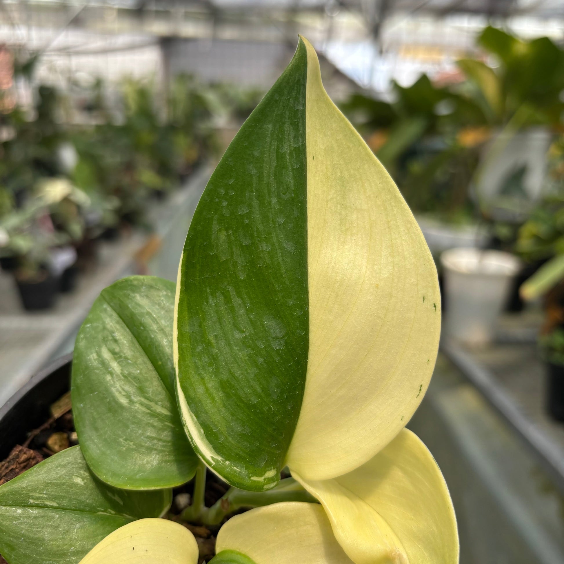 Scindapsus Moonlight Albo Variegated — photo 4