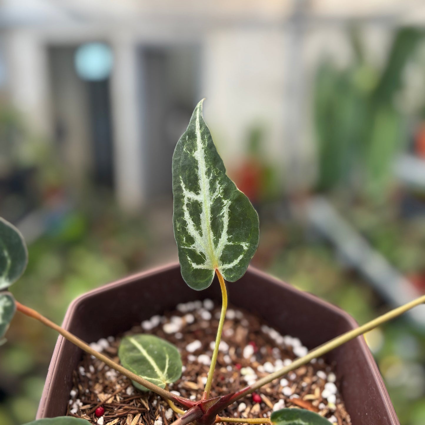 Anthurium Red Crystal Venom — photo 5