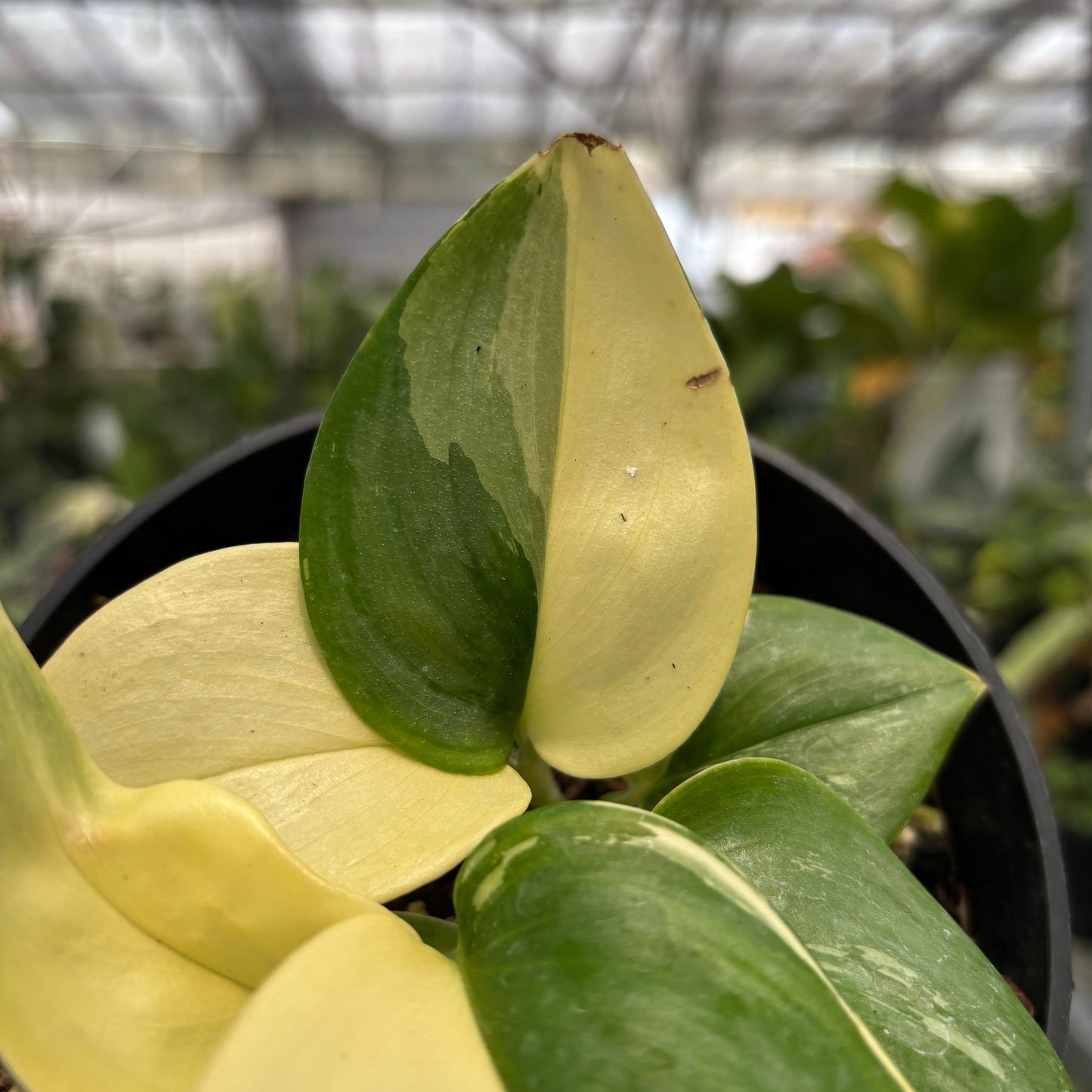 Scindapsus Moonlight Albo Variegated — photo 5