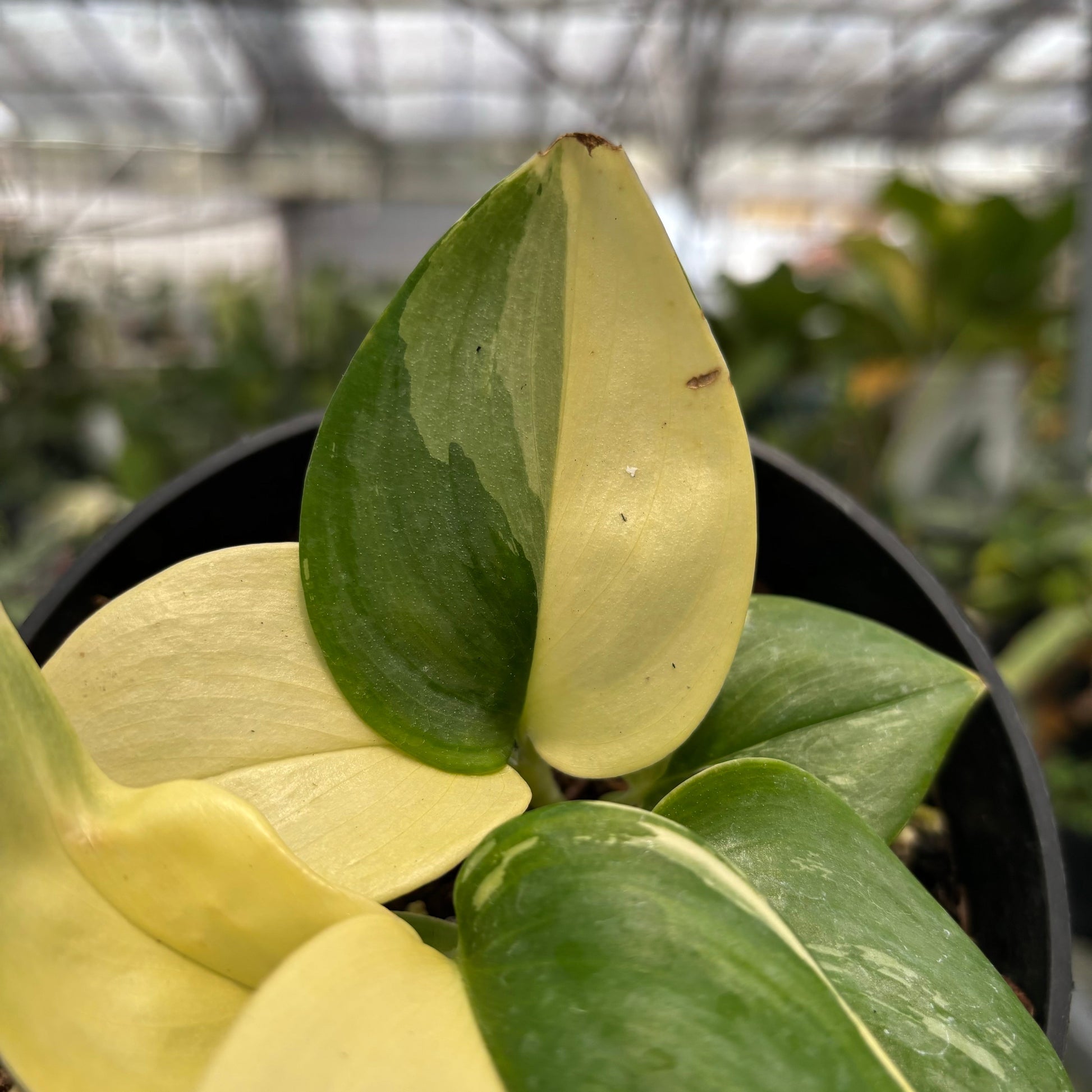 Scindapsus Moonlight Albo Variegated — photo 5