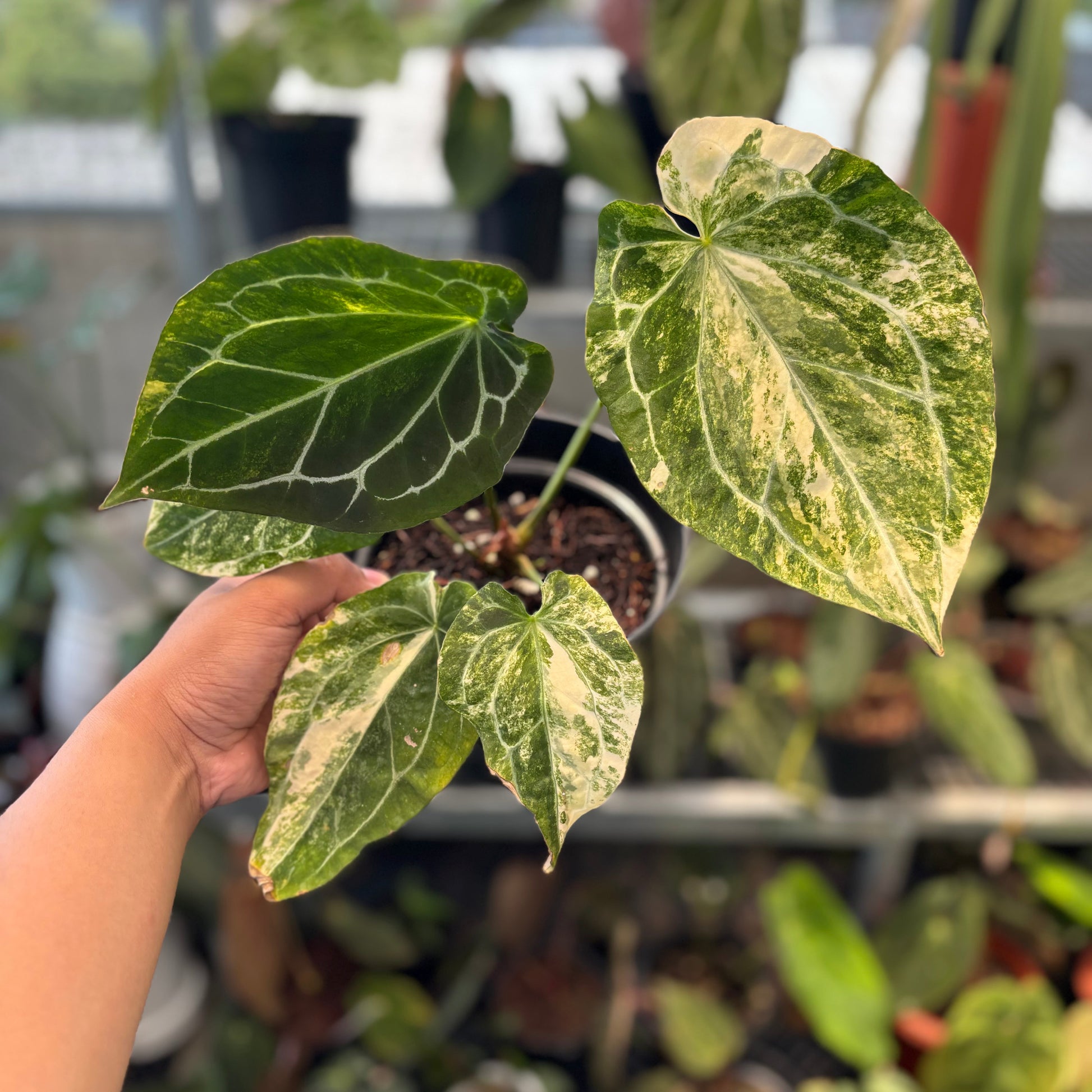 Anthurium Forgetii Variegated x Heinz - Indonesian Rare Plants