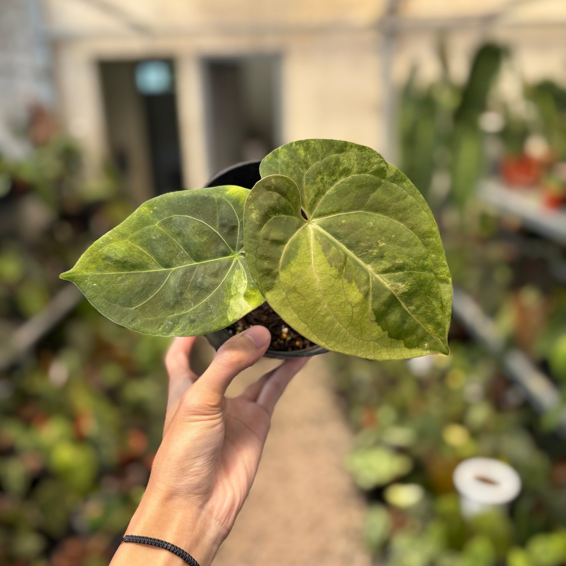 Anthurium Luxurians Indonesia Type x Dorayaki Vatiegated — rare Indonesian plant
