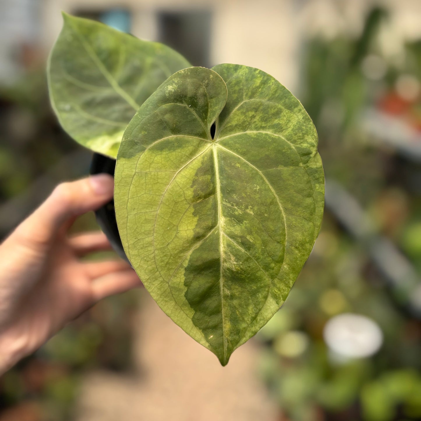 Anthurium Luxurians Indonesia Type x Dorayaki Vatiegated — photo 3