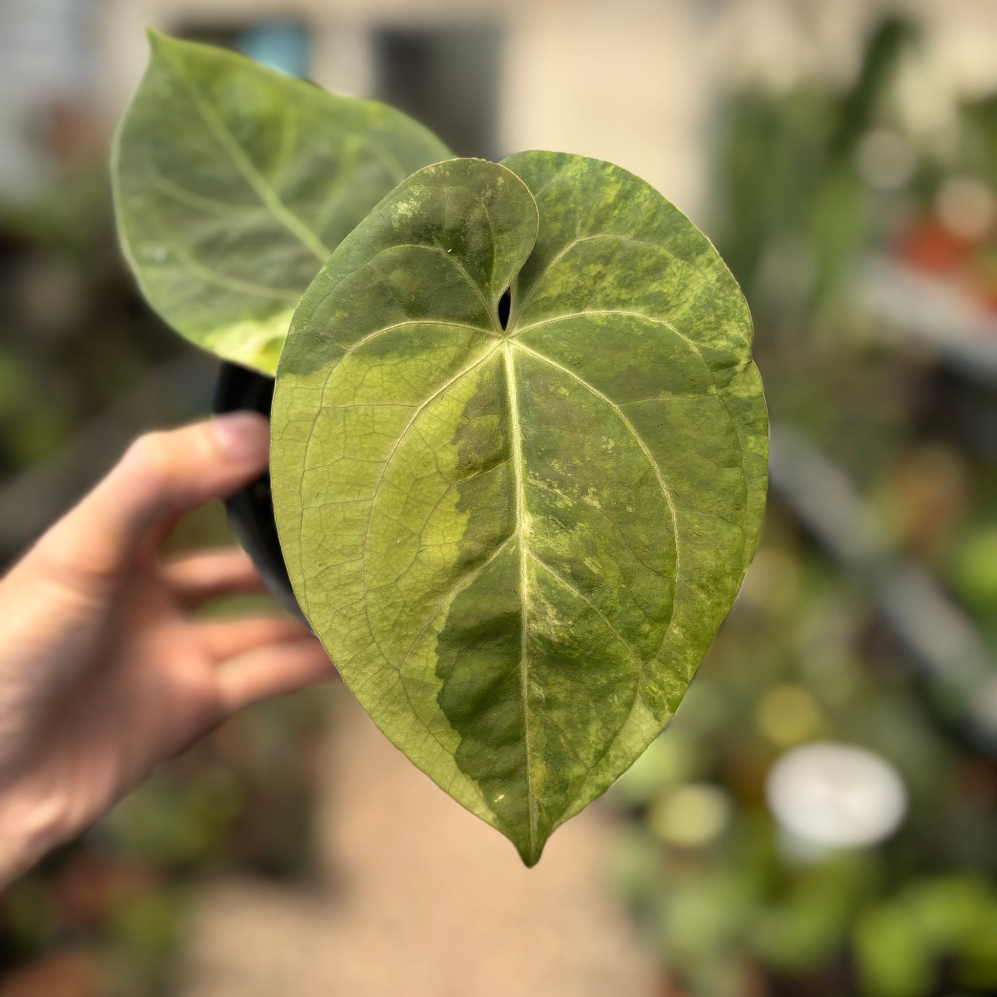 Anthurium Luxurians Indonesia Type x Dorayaki Vatiegated — photo 3