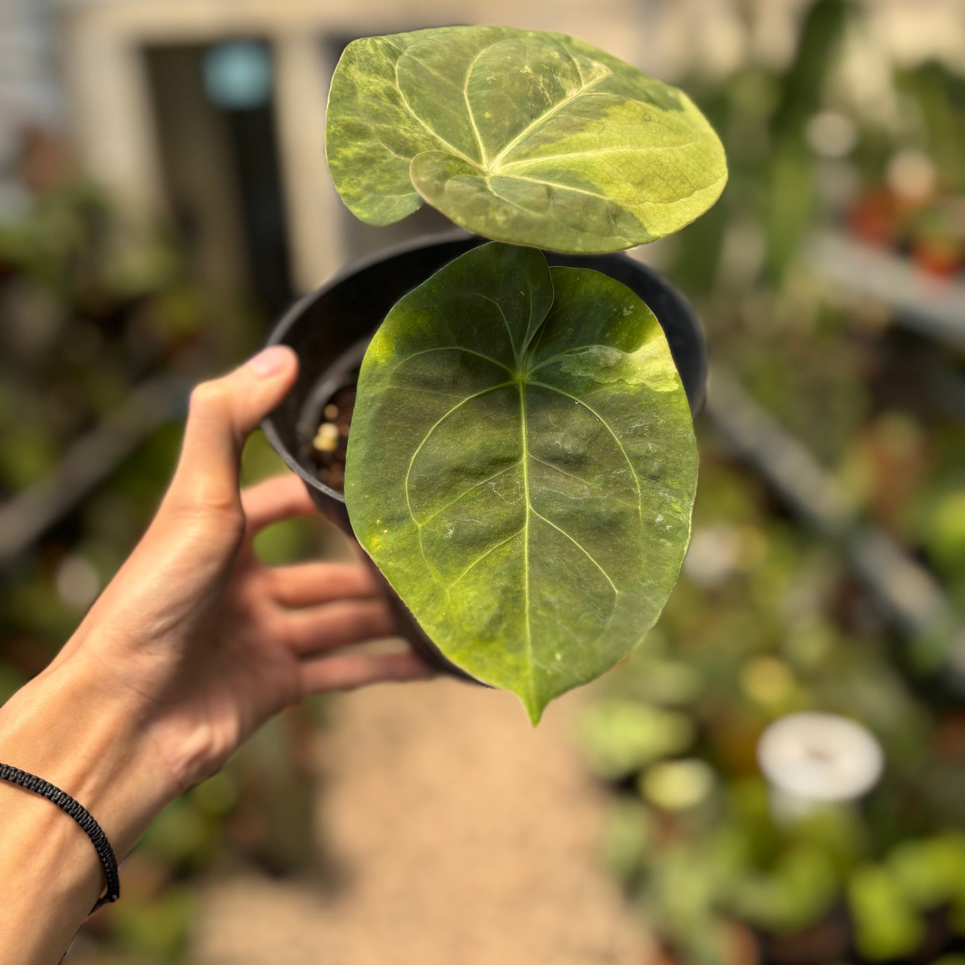 Anthurium Luxurians Indonesia Type x Dorayaki Vatiegated — photo 2