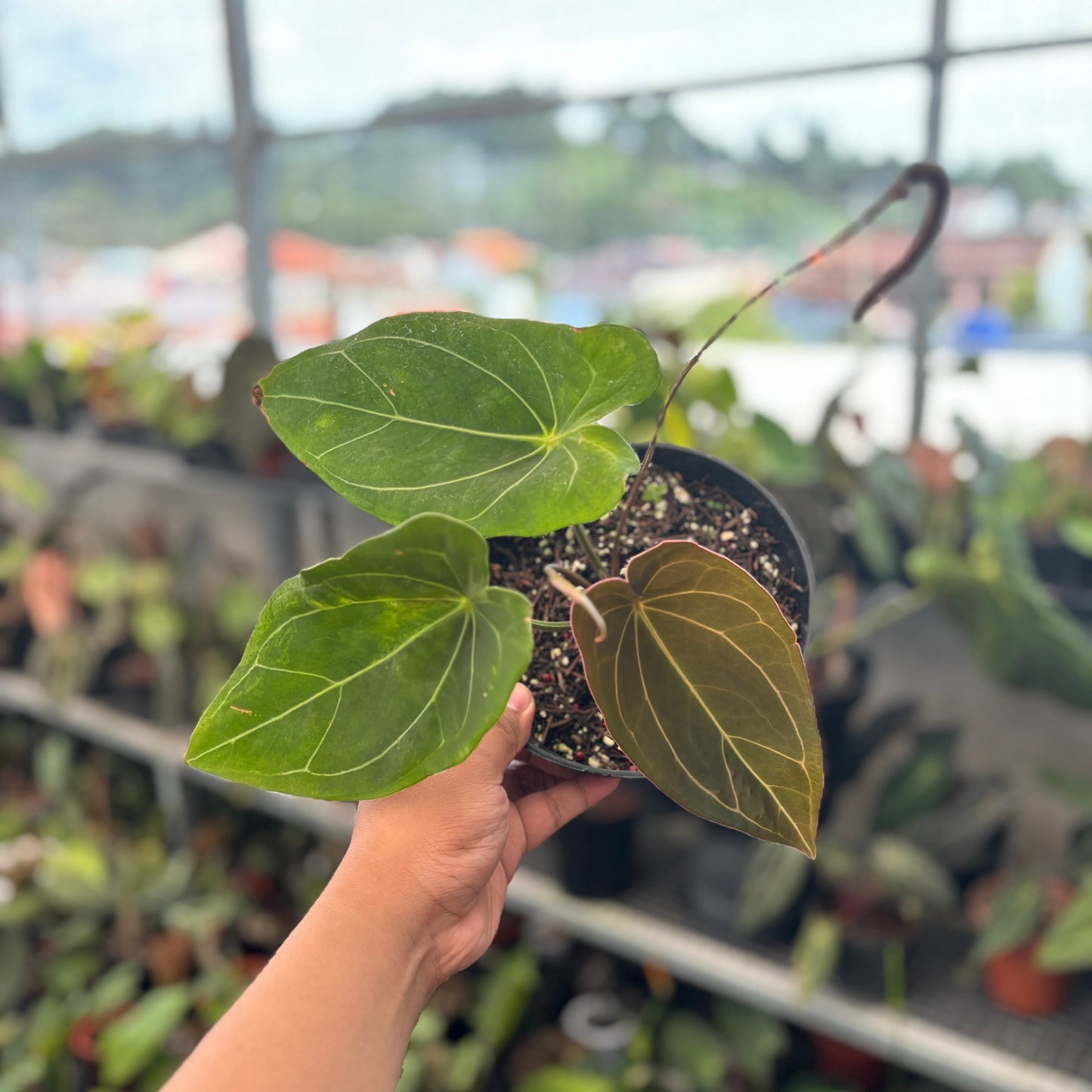 Anthurium Forgetii Hybrid - Indonesian Rare Plants