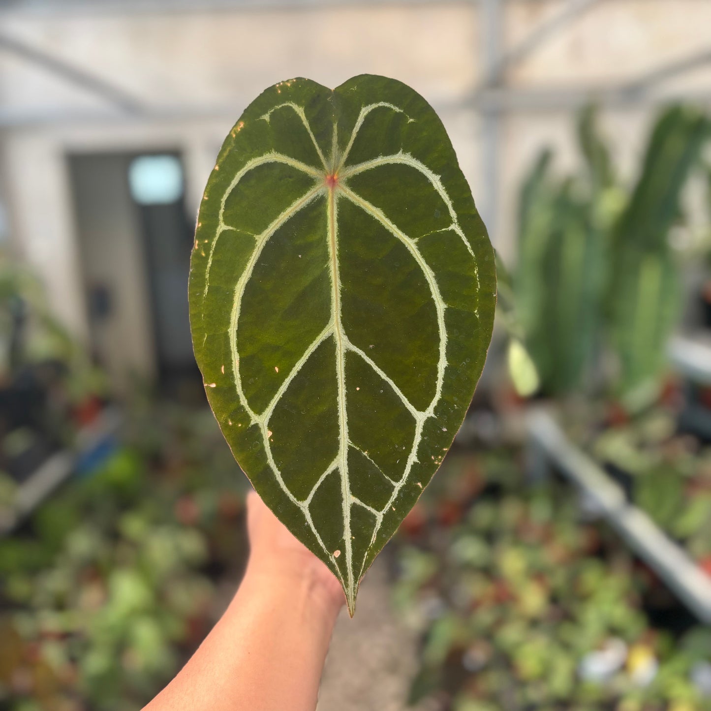 Anthurium Silver Forgetii Red Dot — rare Indonesian plant