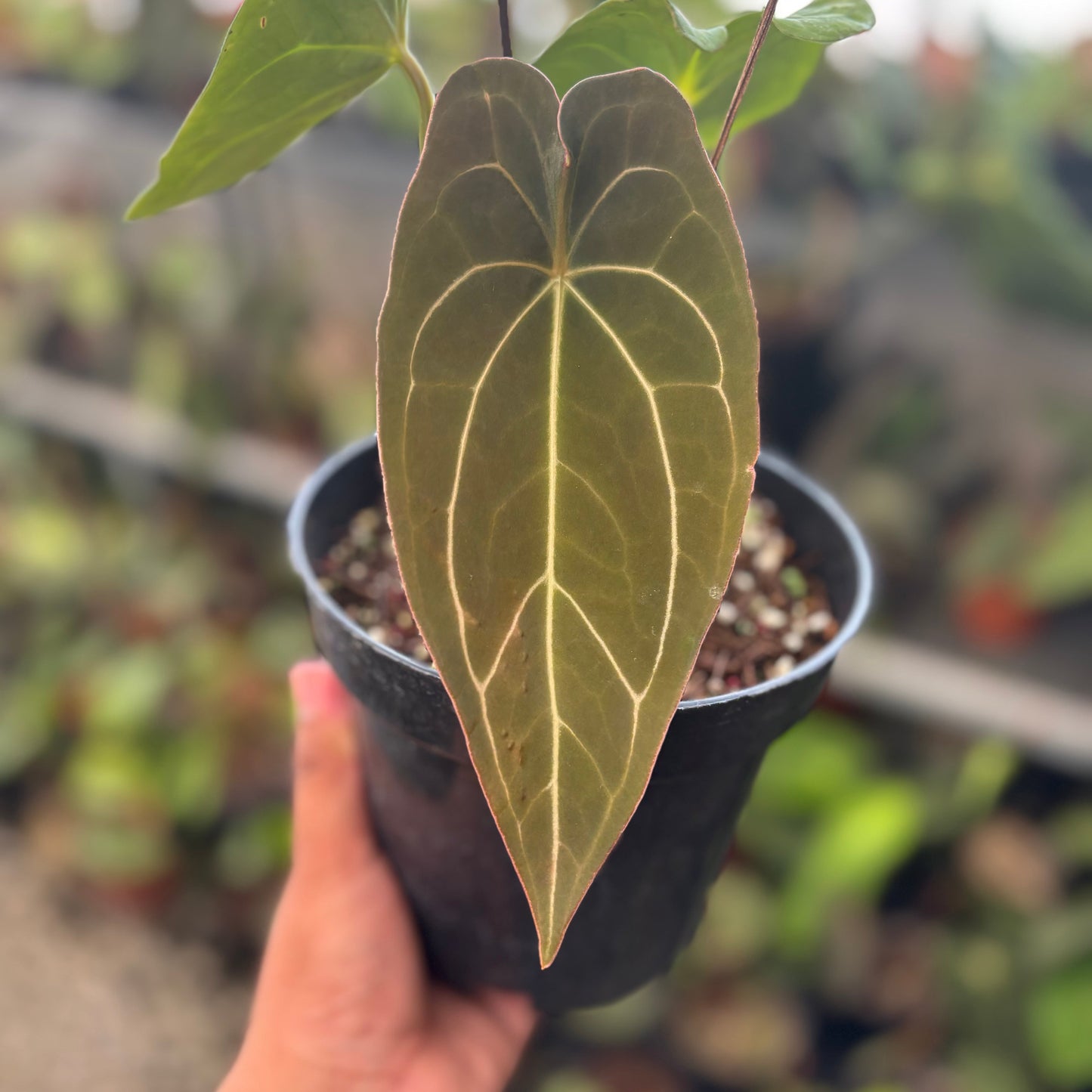 Anthurium Forgetii Hybrid
