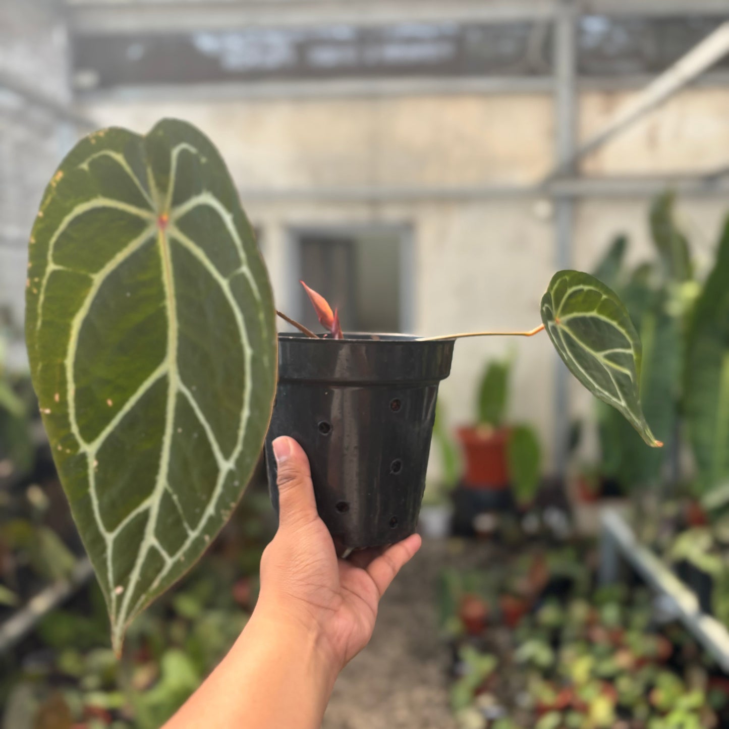 Anthurium Silver Forgetii Red Dot — photo 2