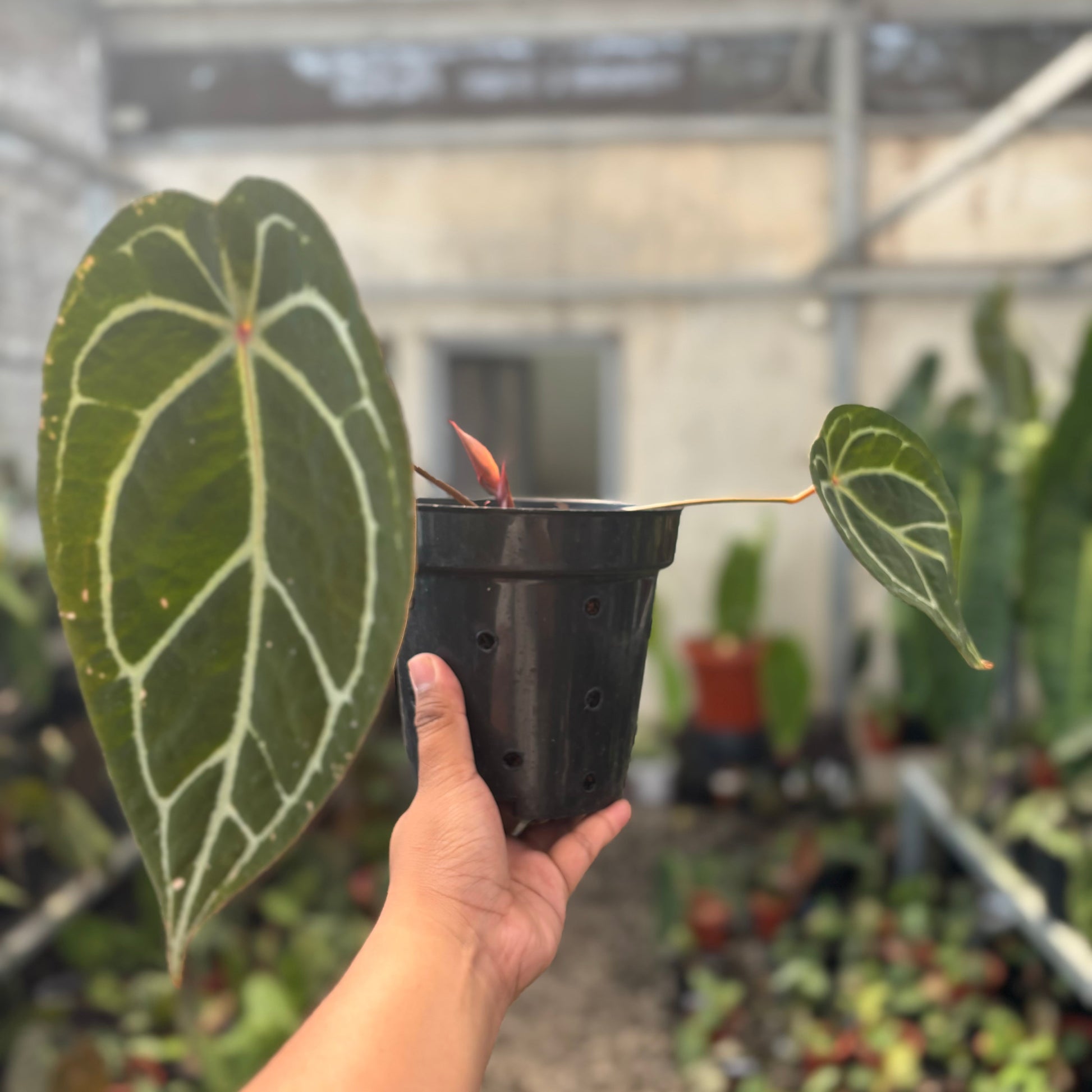 Anthurium Silver Forgetii Red Dot — photo 2