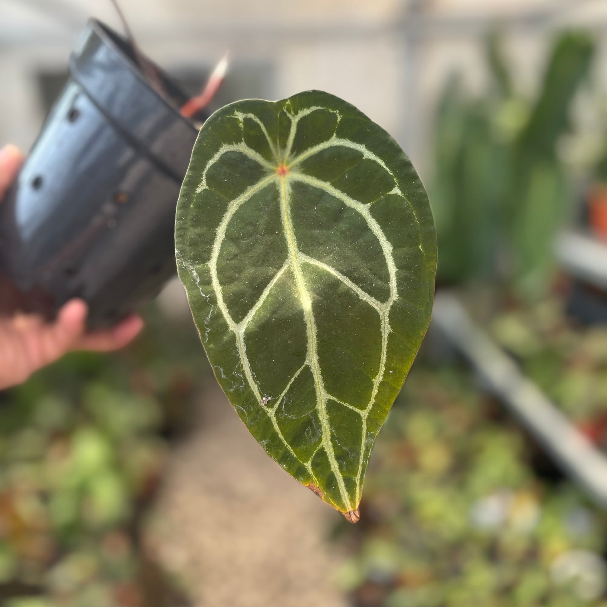 Anthurium Silver Forgetii Red Dot — photo 3