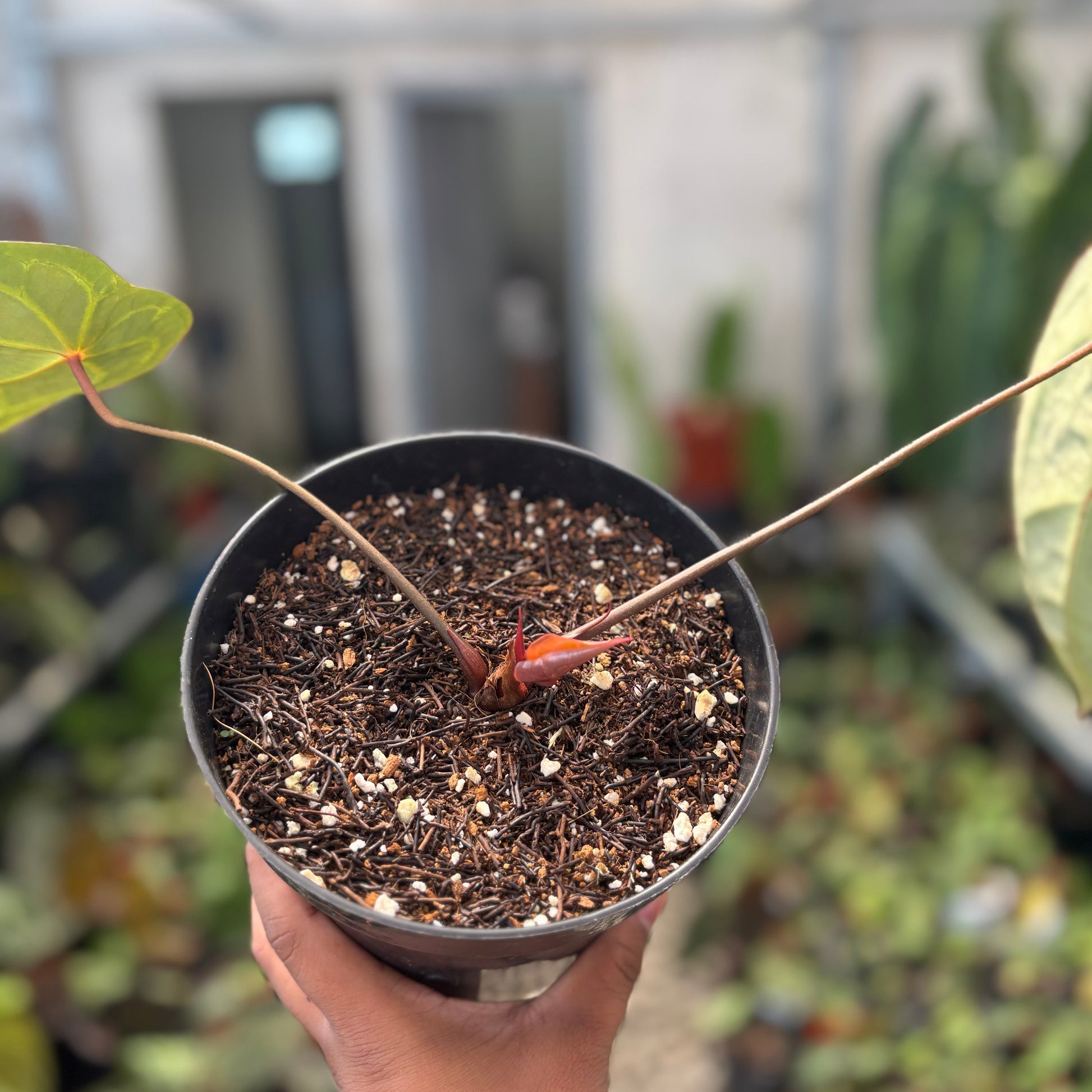 Anthurium Silver Forgetii Red Dot — photo 4
